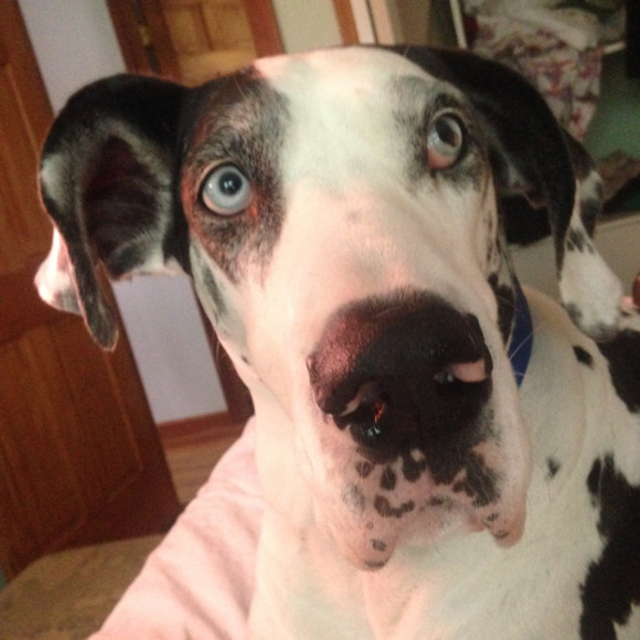 Meet your Posher, Paulette - Picture 1 of 1